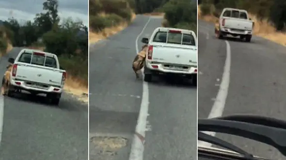 تعقیب سگ‌آزار در جاده باریک با دوربین موبایل