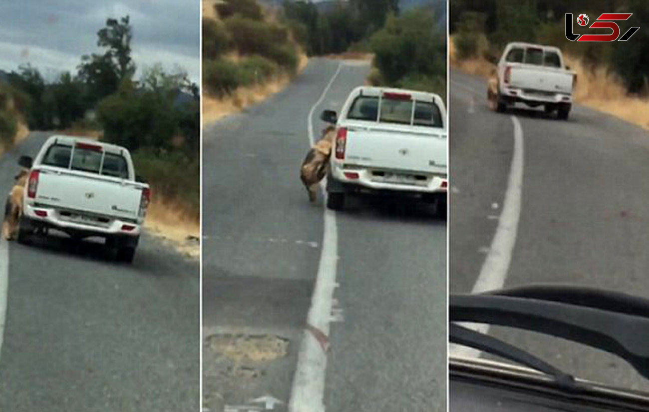 تعقیب سگ‌آزار در جاده باریک با دوربین موبایل