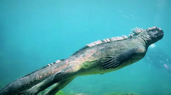 فیلمبرداری هیجان‌انگیز از شنای گودزیلا + تصاویر