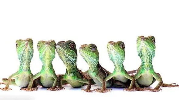 تصاویر شگفت آور از تولد  گونه ای اژدها در فرانسه + عکس