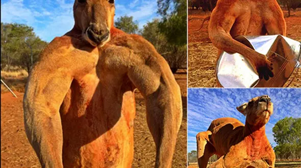 کانگورویی با بدن ورزیده + فیلم