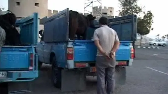 مرگ تلخ پسر 17 ساله در سرقت مسلحانه گوسفند در ایلام