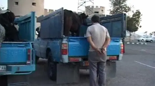 مرگ تلخ پسر 17 ساله در سرقت مسلحانه گوسفند در ایلام