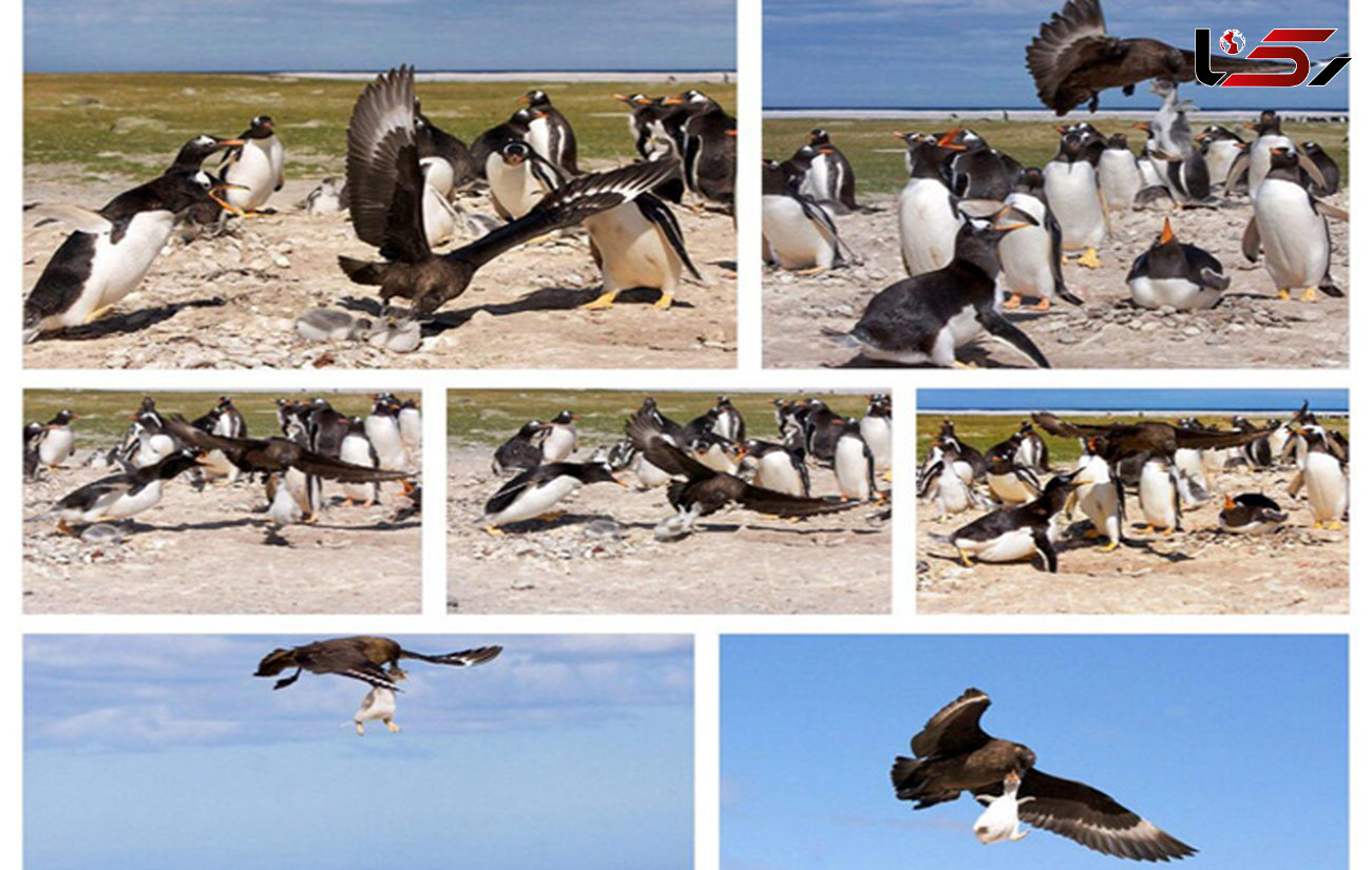 عکس شگفت انگیز از شکار یک بجه پنگوئن