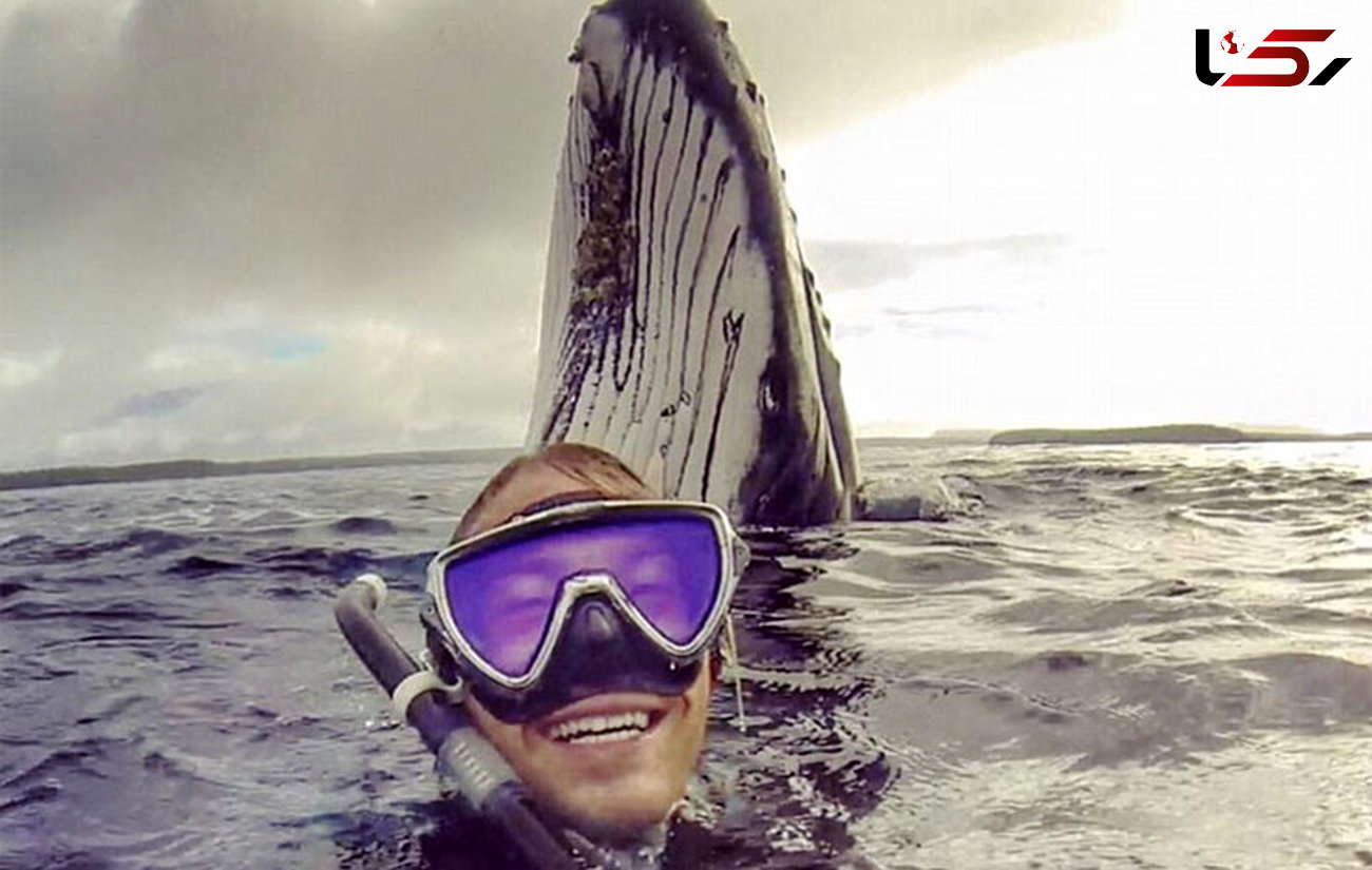 عکس باورنکردنی سلفی  با نهنگ گوژپشت + تصاویر