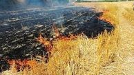ممنوعیت سوزاندن بقایای گیاهی در اراضی کشاورزی لرستان/ متخلفان نقره داغ می‌شوند