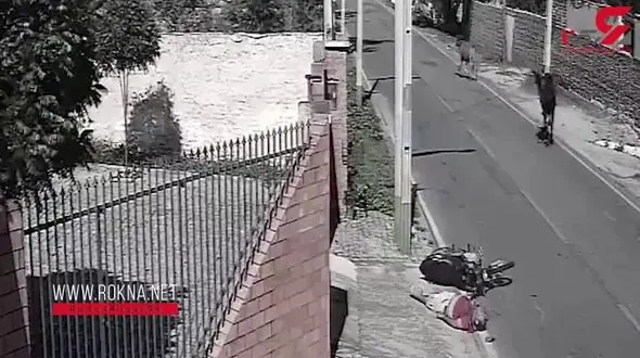 یک موتورسوار در تصادف با گاو کشته شد+ فیلم