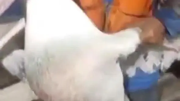 ببینید / کبوتر غول پیکر عجیب به نام آلباتروس + فیلم 