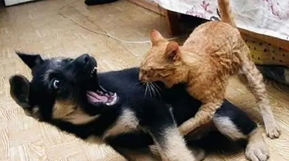 فیلم جدال گربه با 3 گرگ برای نجات سگ خانگی ! / از پس گرگ ها برآمد ؟!