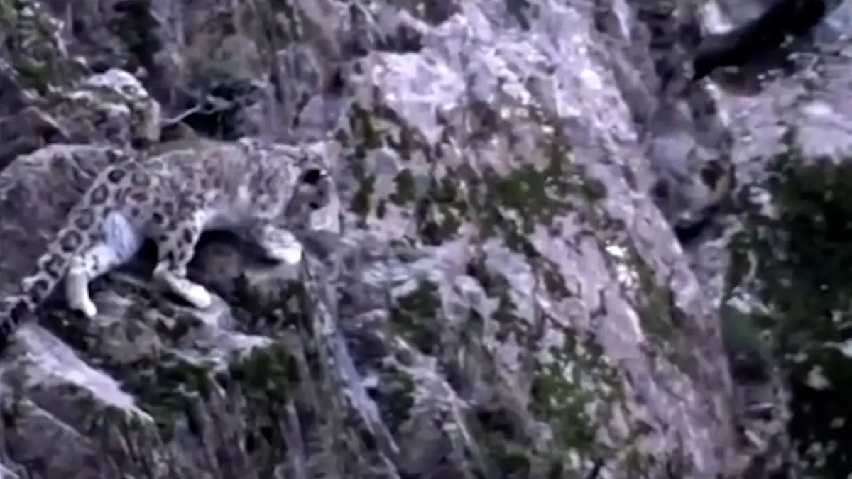 فیلم تعقیب بز کوهی توسط پلنگ برفی