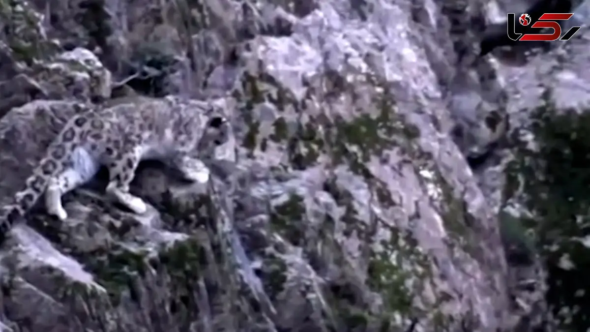 فیلم تعقیب بز کوهی توسط پلنگ برفی