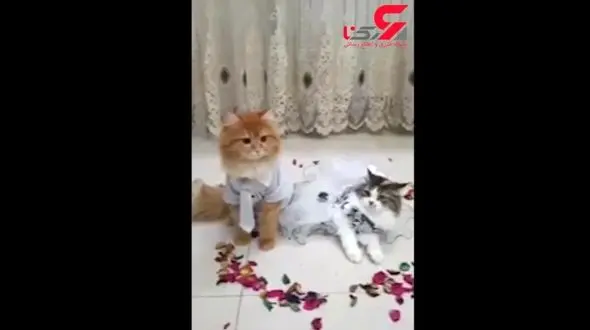 جشن عروسی مجلل گربه‌ها / شوک آور است + فیلم 