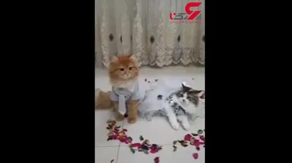 جشن عروسی مجلل گربه‌ها / شوک آور است + فیلم 