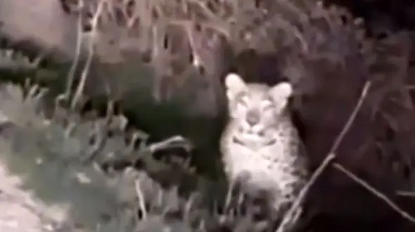 مشاهده پلنگ سفید در روستای خللر گیلوان + فیلم