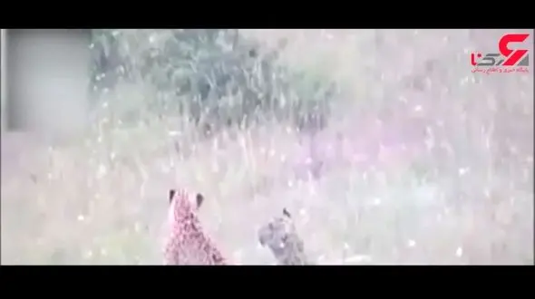 تصاویری از آموزش‌های مادرانه پلنگ مازندران + فیلم