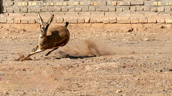 شوکای رامسر تلف شد / در محوطه یک هتل پیدا شد