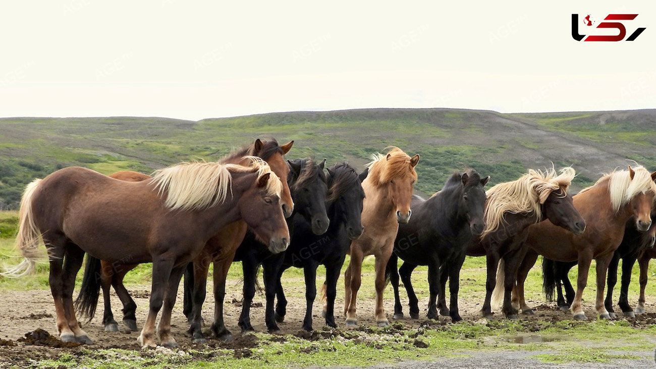 زیبایی های اسب ایسلندی + فیلم 