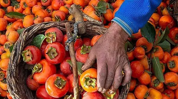 مهم ترین منابع تامین آنتی اکسیدان بدن در زمستان