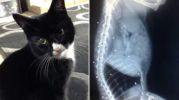 شلیک وحشیانه 30 گلوله به گربه سیاه / حیوان جان سخت زنده ماند + عکس