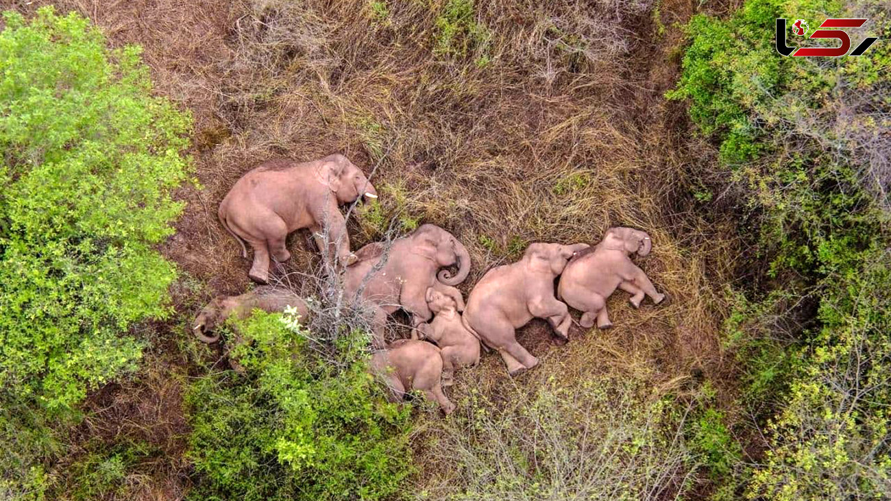 عکس /  گله فیل های  15 ماهی چینی گمشده اند !