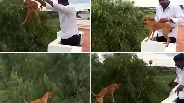 دستگیری دانشجویان متهم پرونده سگ آزاری+عکس