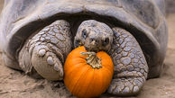 جشن هالووین برای لاک‌پشت 130 ساله