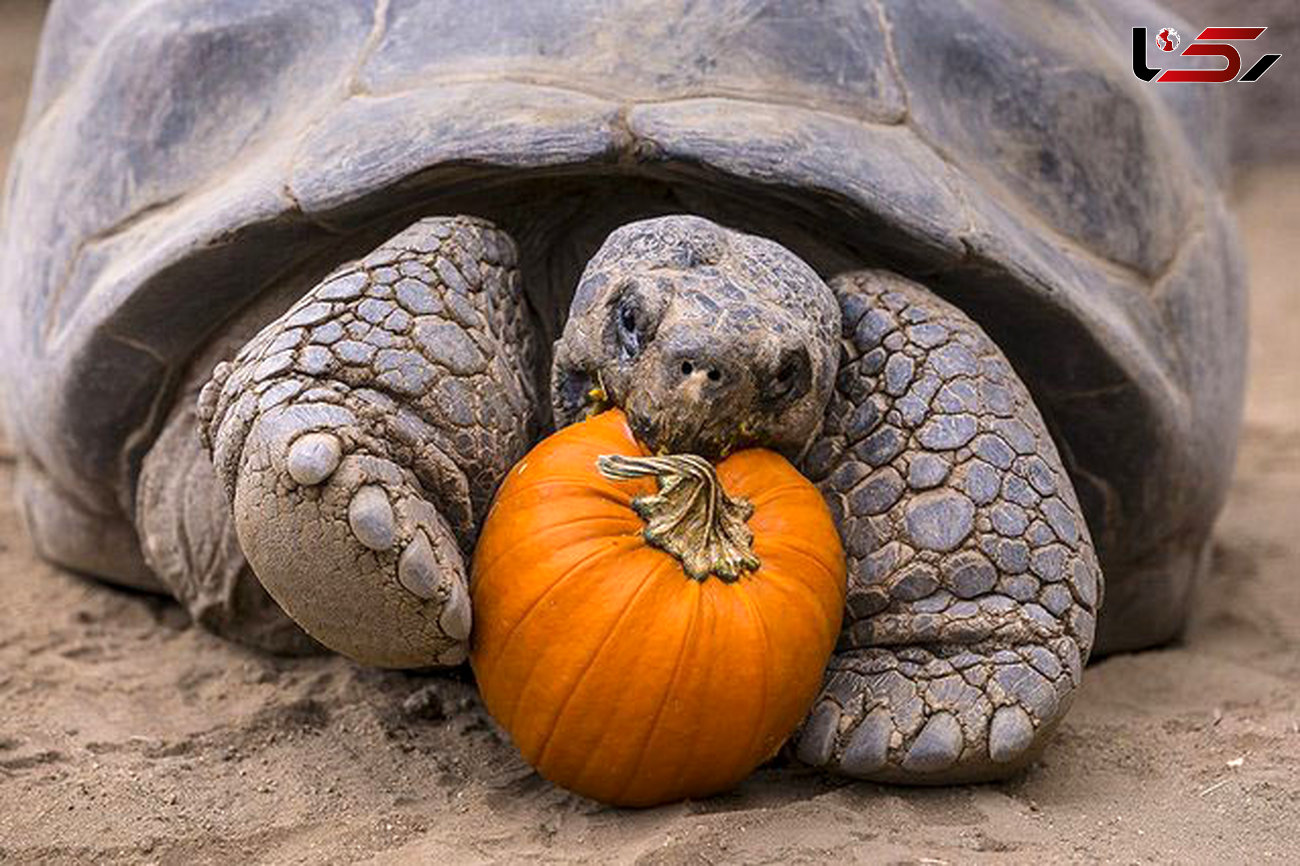 جشن هالووین برای لاک‌پشت 130 ساله