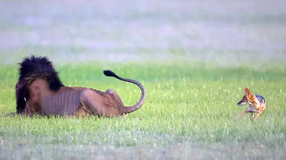 نزدیک شدن جسورانه به سلطان جنگل / دردسر بازی با دم شیر