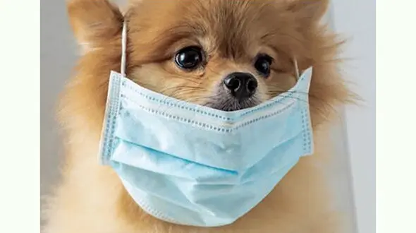 تزریق واکسن کرونا به حیوانات خانگی