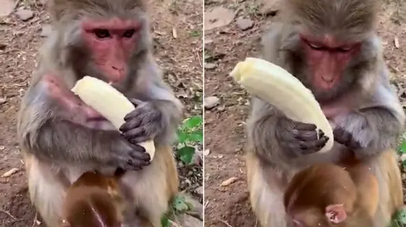 میمونی که دقیقا مثل آدم ها موز می خورد! + فیلم