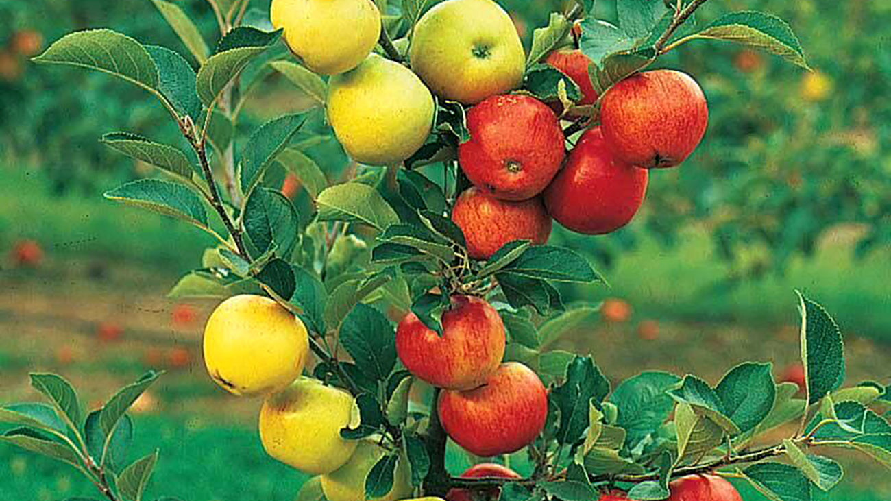 Иммунные яблони. Многосортовые яблони. Привитые многосортовые плодовые деревья. Яблоня дерево. Яблоня многосортовая в саду.