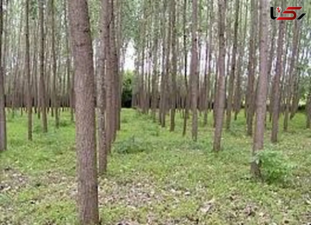 کشف 8 هزار متر زمین خواری در سرپل ذهاب/ یک نفر دستگیر شد