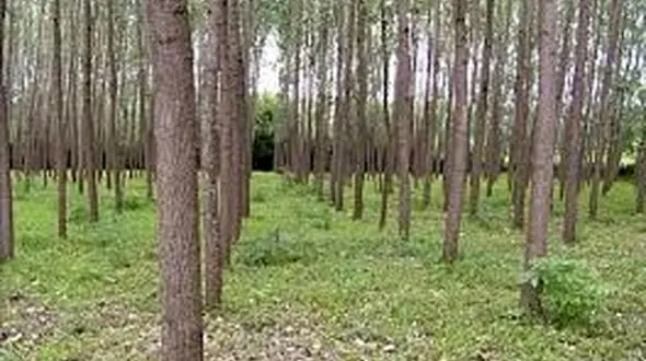 کشف 8 هزار متر زمین خواری در سرپل ذهاب/ یک نفر دستگیر شد