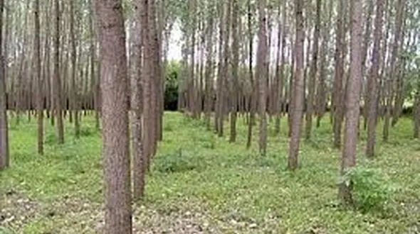کشف 8 هزار متر زمین خواری در سرپل ذهاب/ یک نفر دستگیر شد