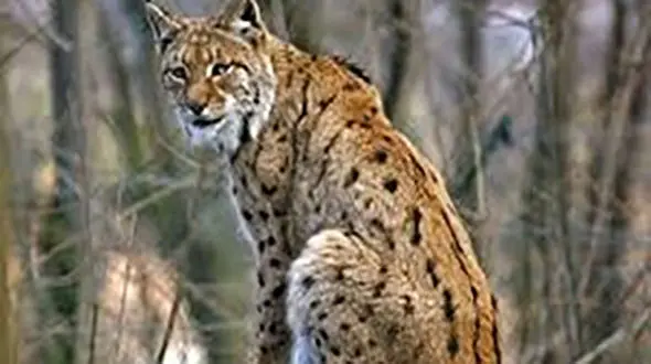 علت مرگ گونه نادر «سیاه‌گوش» در خلخال در حال بررسی است 