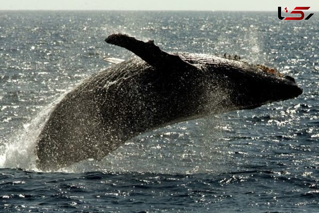 کشف رازی جالب درباره نهنگ ها