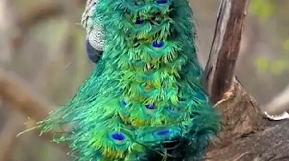 وقتی طاووس دم زیبای خود را تکان می‌دهد