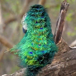 وقتی طاووس دم زیبای خود را تکان می‌دهد