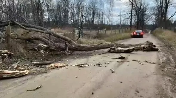 فیلم لحظه سقوط ناگهانی درخت بزرگ روی خودروی شاسی بلند