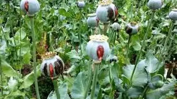 کشاورزان فکر کشت خشخاش را از سرشان دور کنند! / مجازات و محرومیت های سنگین در انتظار متخلفان است