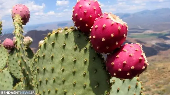میوه کاکتوس برای چه دردی درمان است؟