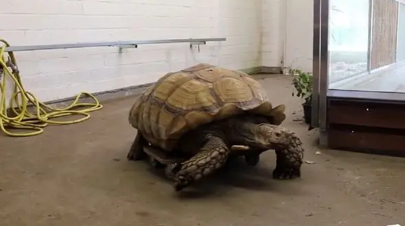 اسکیت بازی لاک پشت در باغ وحش + فیلم