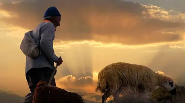 شلیک مرگبار به چوپان ایرانی به خاطر عبور گوسفندان از مرز