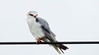 مشاهده پرنده نادر «کورکور» در کردستان