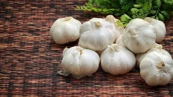 سیرخام  یا سیر پخته کدام مفیدتر است؟