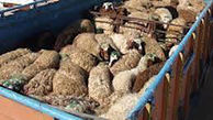 کشف ۱۰۱ راس گوسفند قاچاق در فسا
