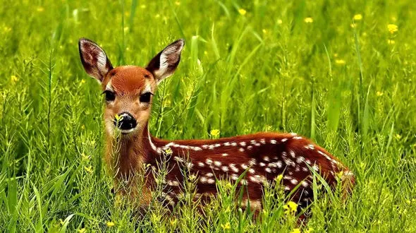 این آهو دل شکارچی مسلح را به رحم آورد ! / نوازش به جای شلیک ! + فیلمی که باید باورش کرد