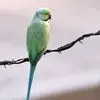 از طوطی بازیگوش تا گوریل متفکر