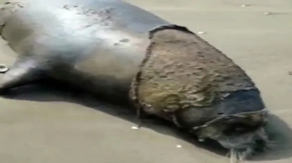 کشف لاشه فوک خزری در بابلسر + فیلم تلخ