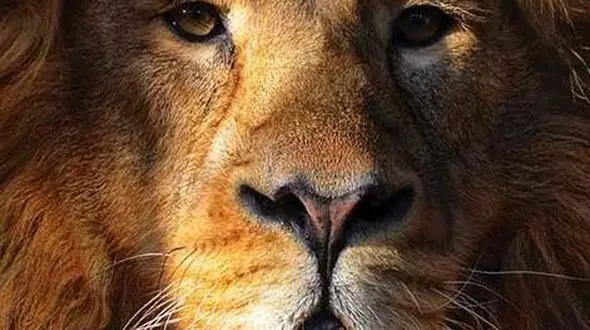 از جذابیت و ابهت شیر تا زیبایی جغد ها